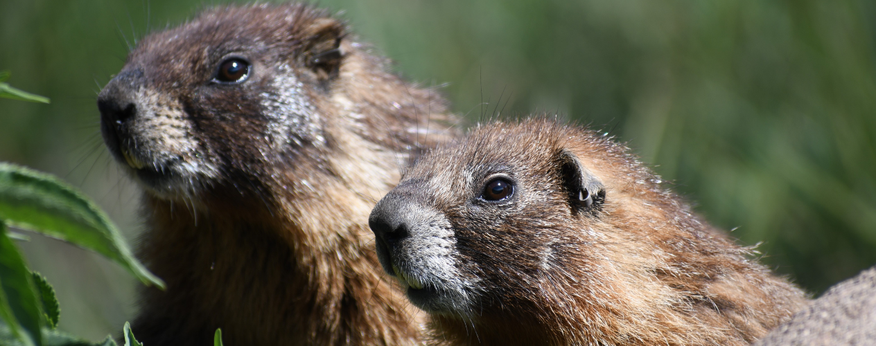 Two marmots