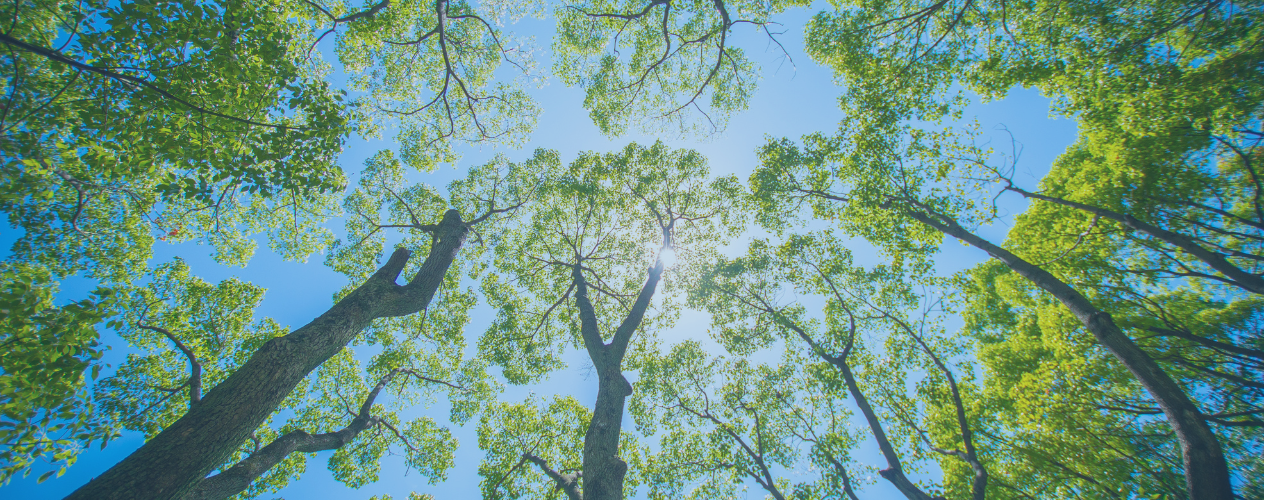 view up sky and trees