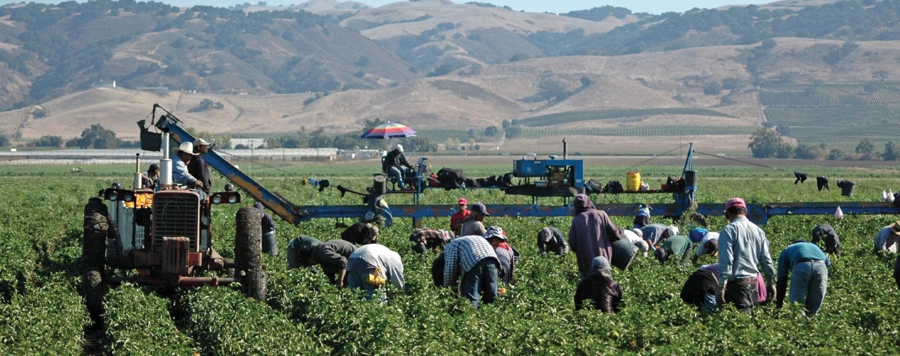 Migrant workers working in the fields