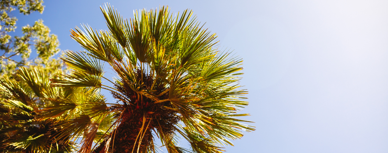 palm trees against blue sky