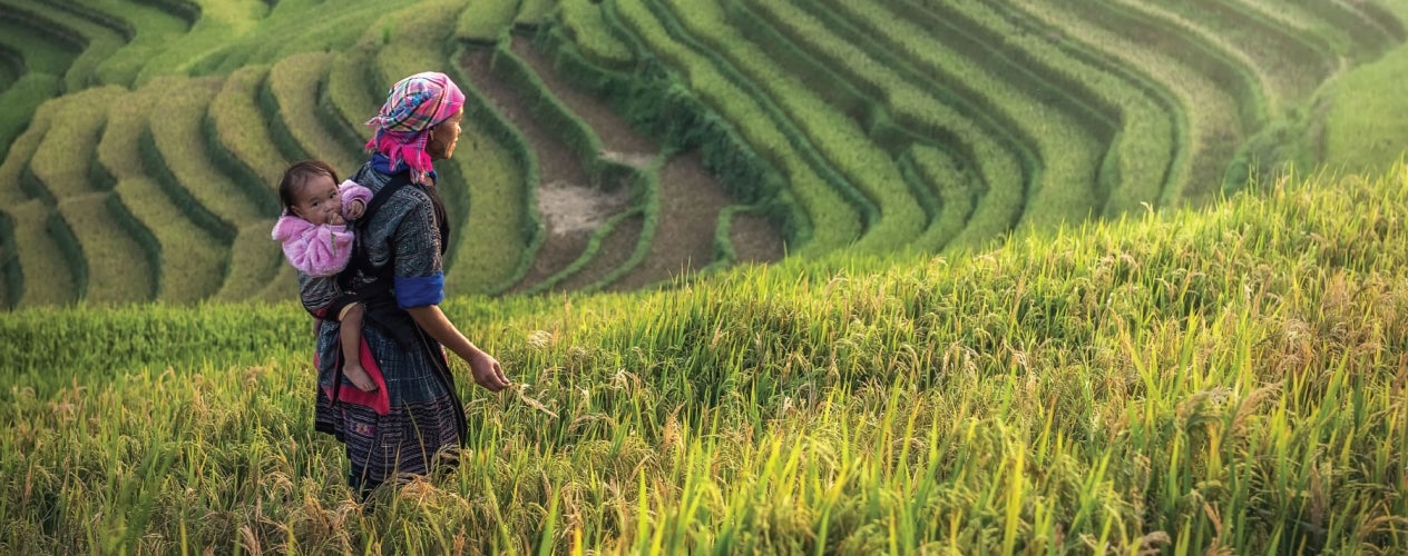 Worker in rice field