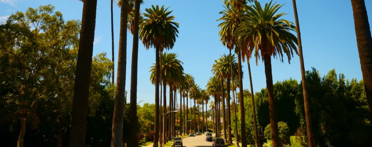 palm trees