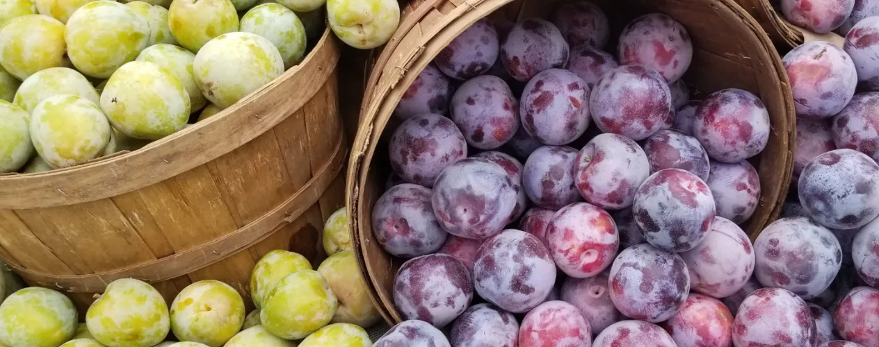 baskets of fruit