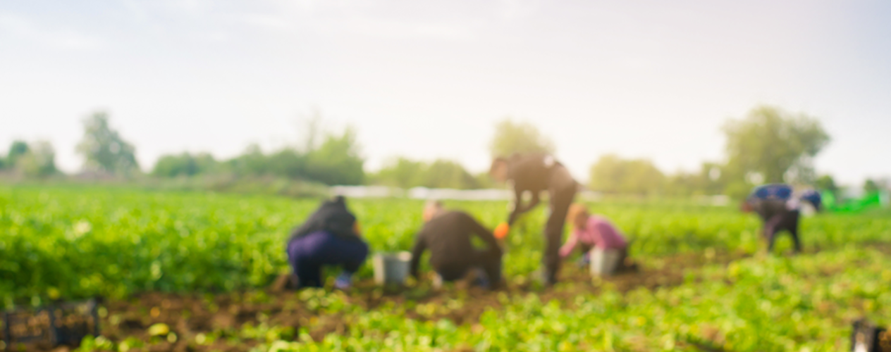 blurred picture of farmworkers tending a field