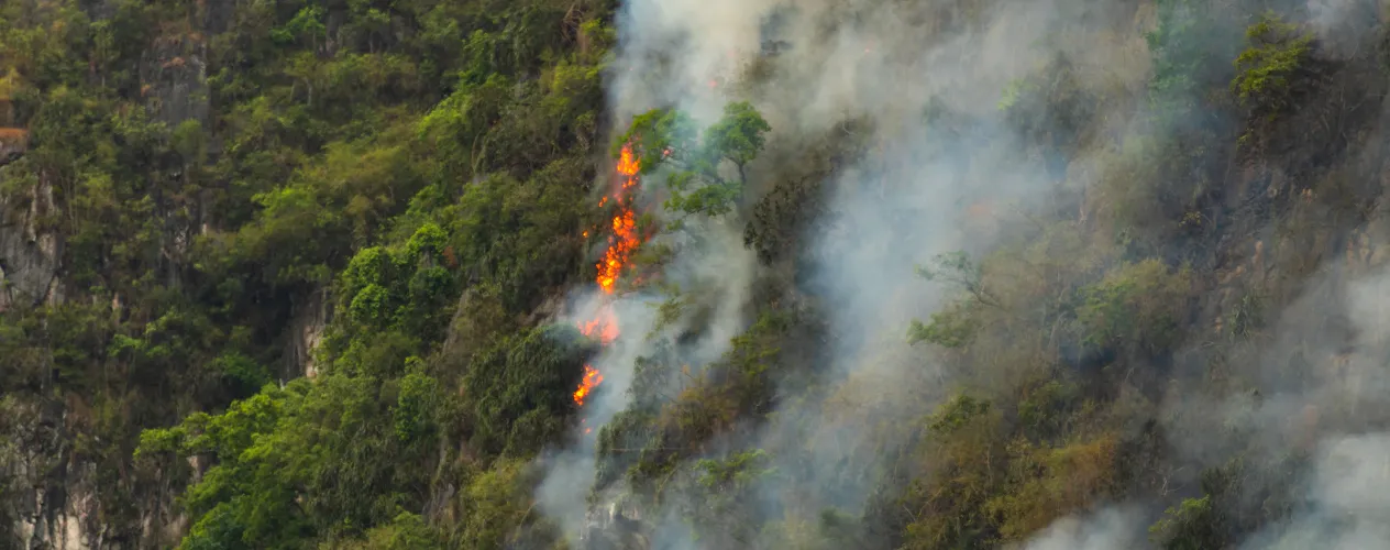 wildfire
