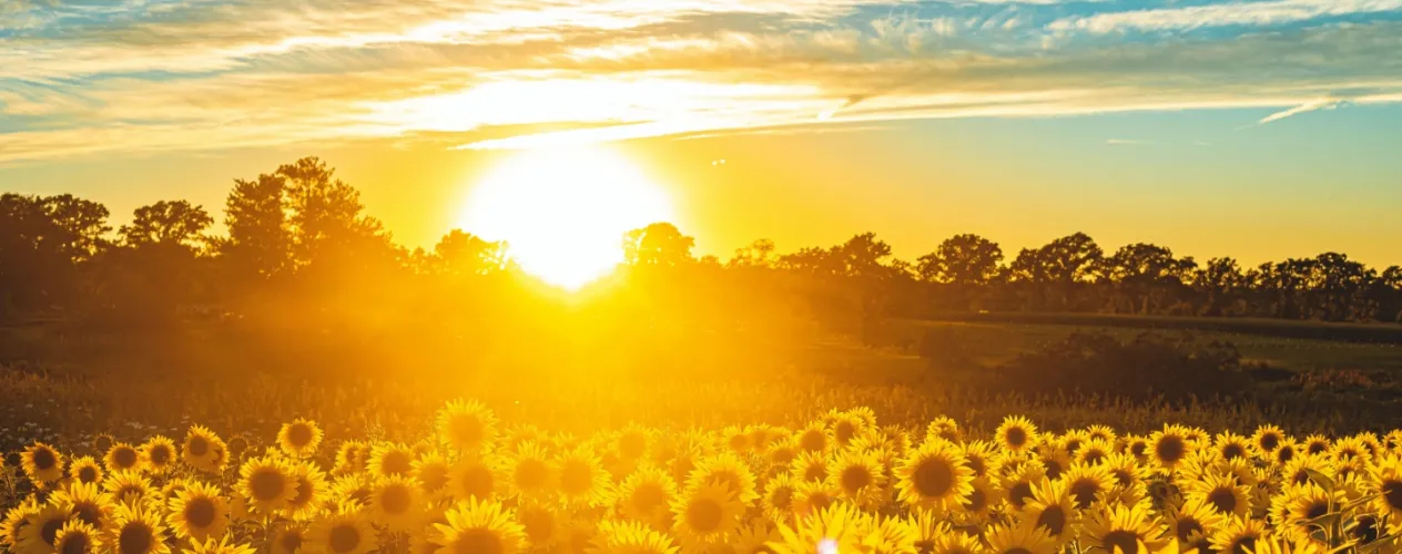 sunflower field