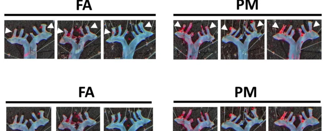 UCLA Fielding's Dr. Jesus Araujo leads team researching how air pollution alters the gut and harms the heart