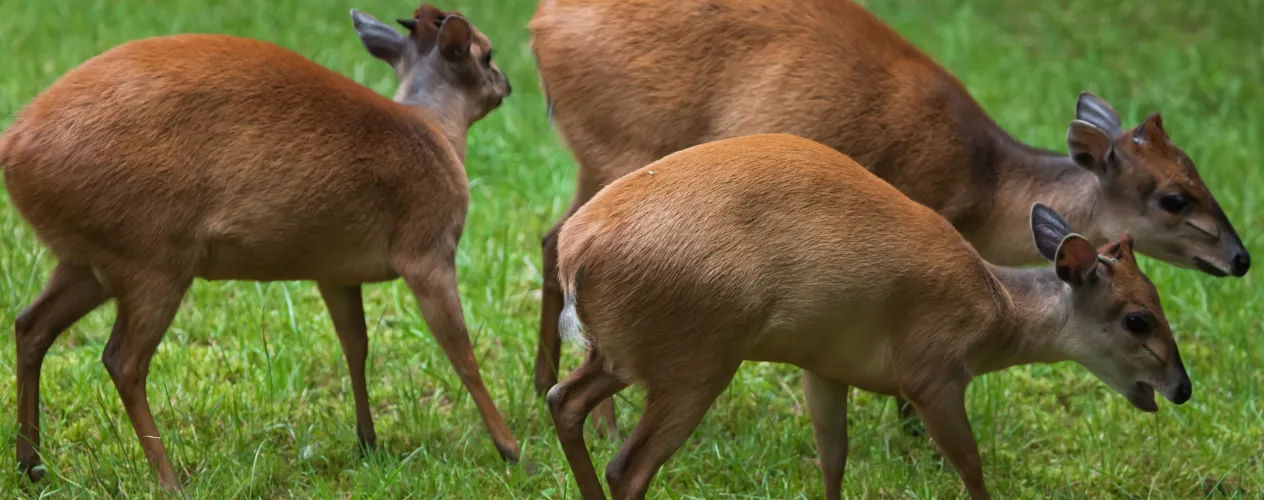 Science | These small African antelopes may help mpox spread