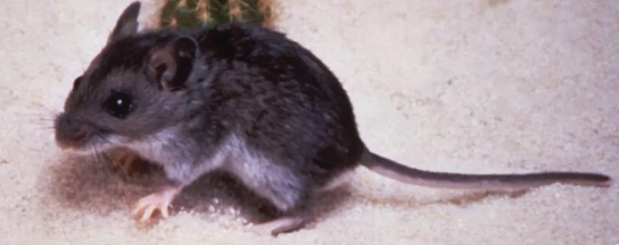 ABC News | "Health officials tracking cruise ship passengers around the world for hantavirus" 