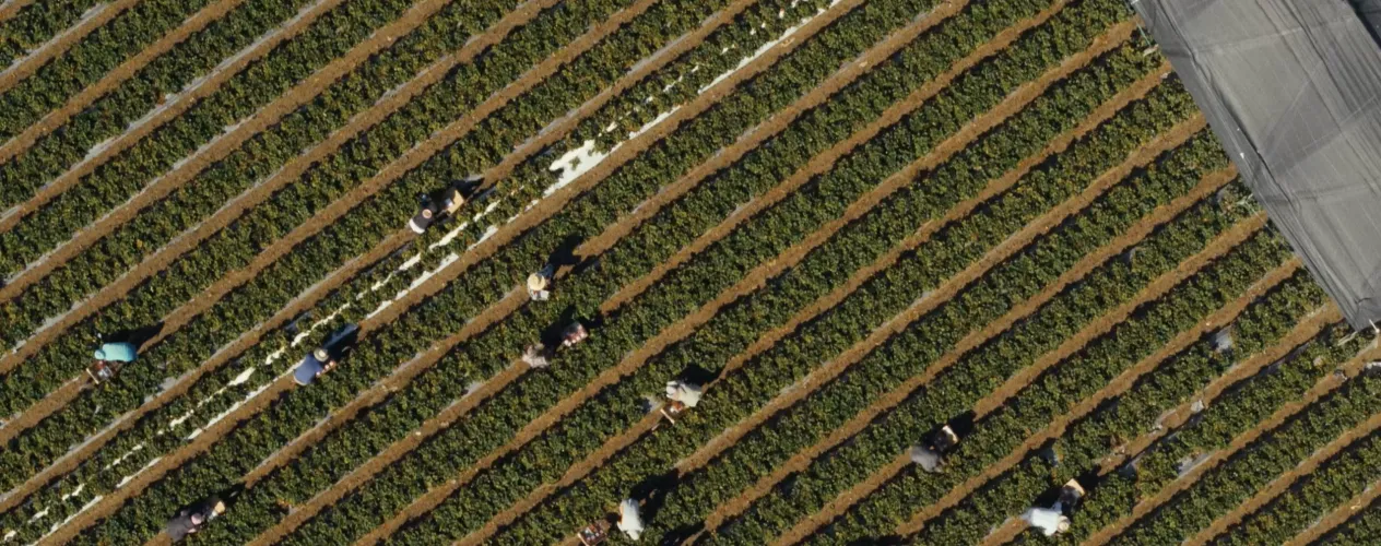 Science Friday | "Use of herbicide linked to Parkinson’s is on the rise in the U.S.” 