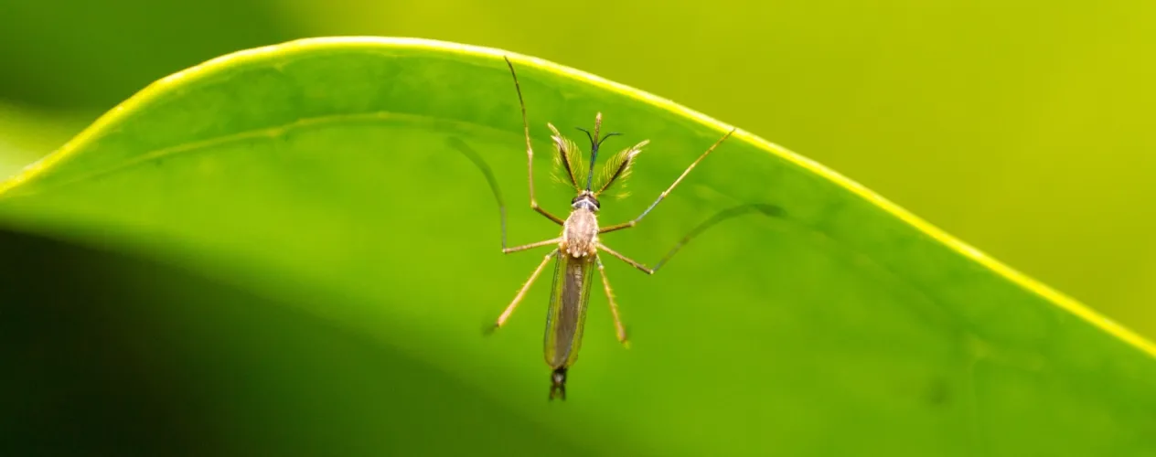 UCLA Fielding’s Dr. Dan Uslan on how to prevent West Nile virus