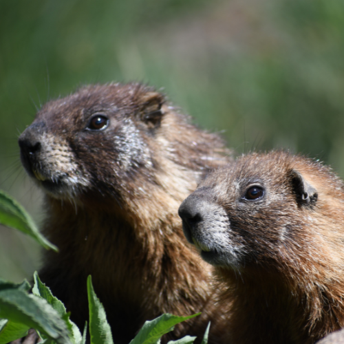 Marmots