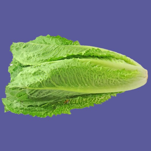 Lettuce