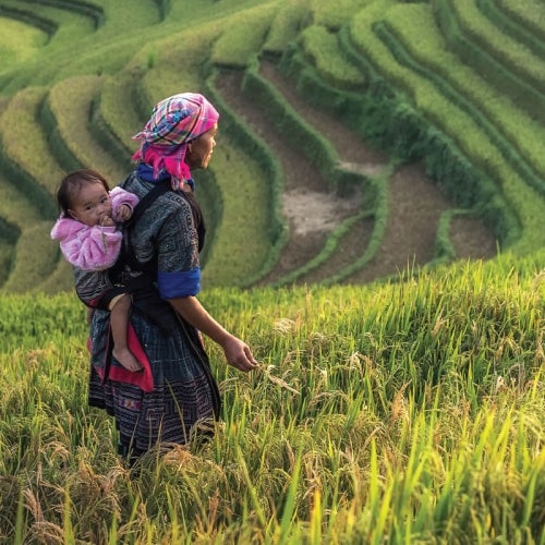 Worker in rice field