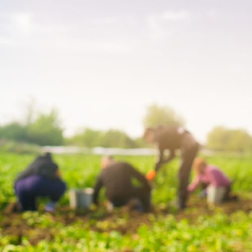 blurred picture of farmworkers tending a field