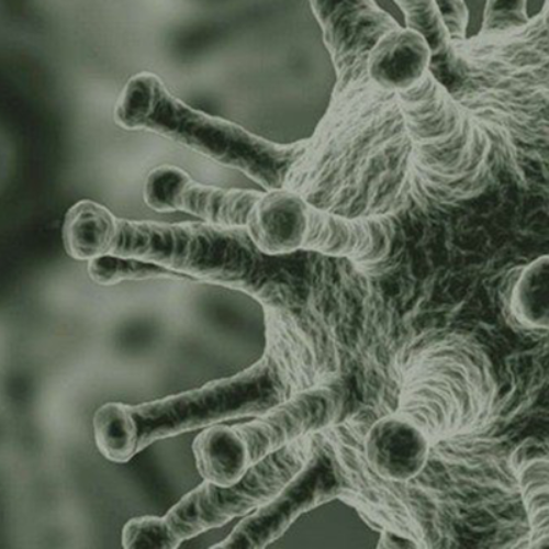 close-up of virus