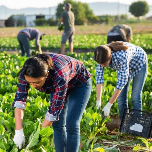 Ritz research_Parkinson's Disease and Pesticides_2025