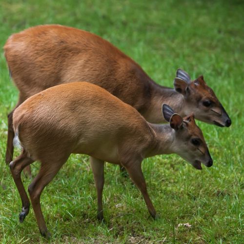 Science | These small African antelopes may help mpox spread