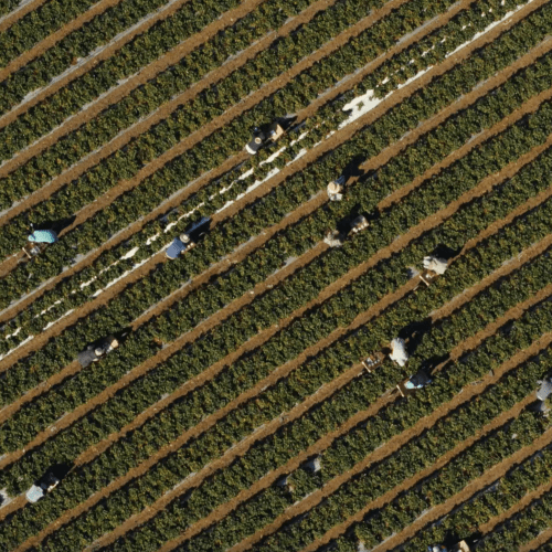 Science Friday | "Use of herbicide linked to Parkinson’s is on the rise in the U.S.” 
