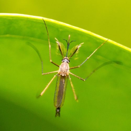 UCLA Fielding’s Dr. Dan Uslan on how to prevent West Nile virus