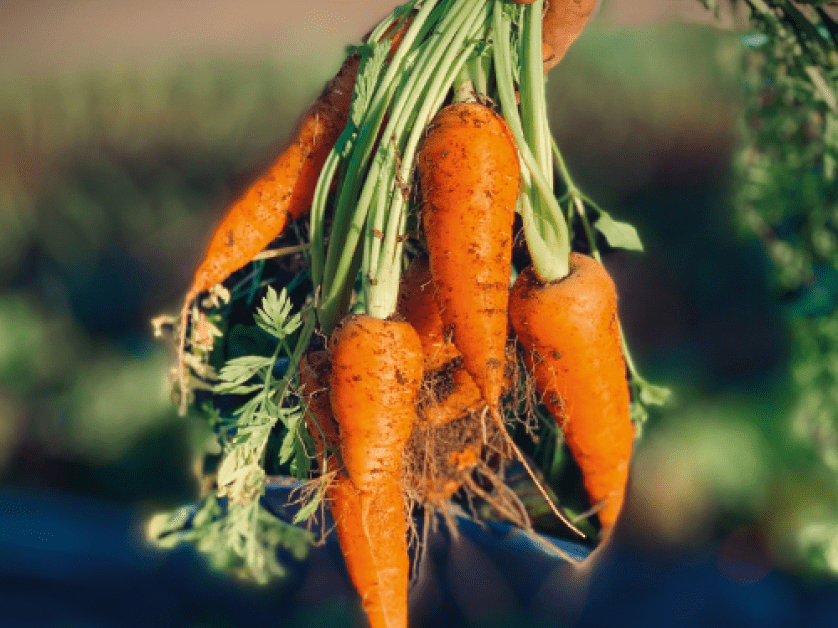 Carrots