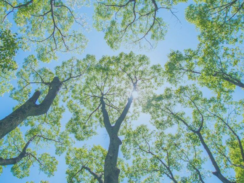 Treetops on campus