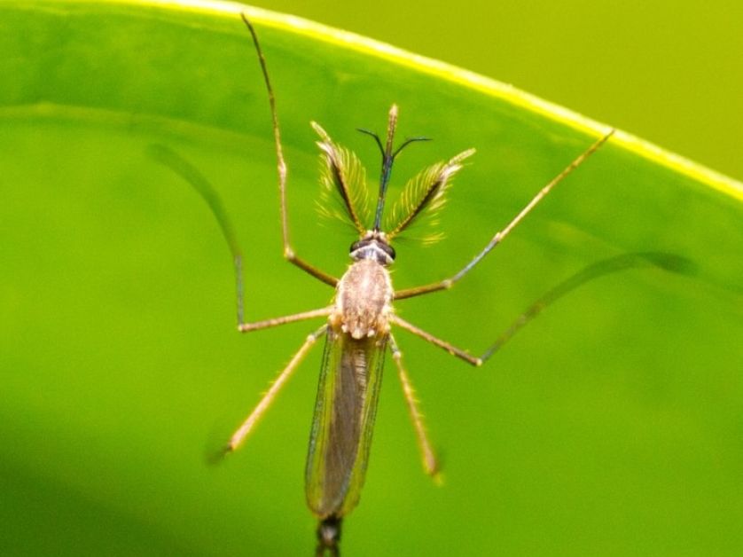 UCLA Fielding’s Dr. Dan Uslan on how to prevent West Nile virus