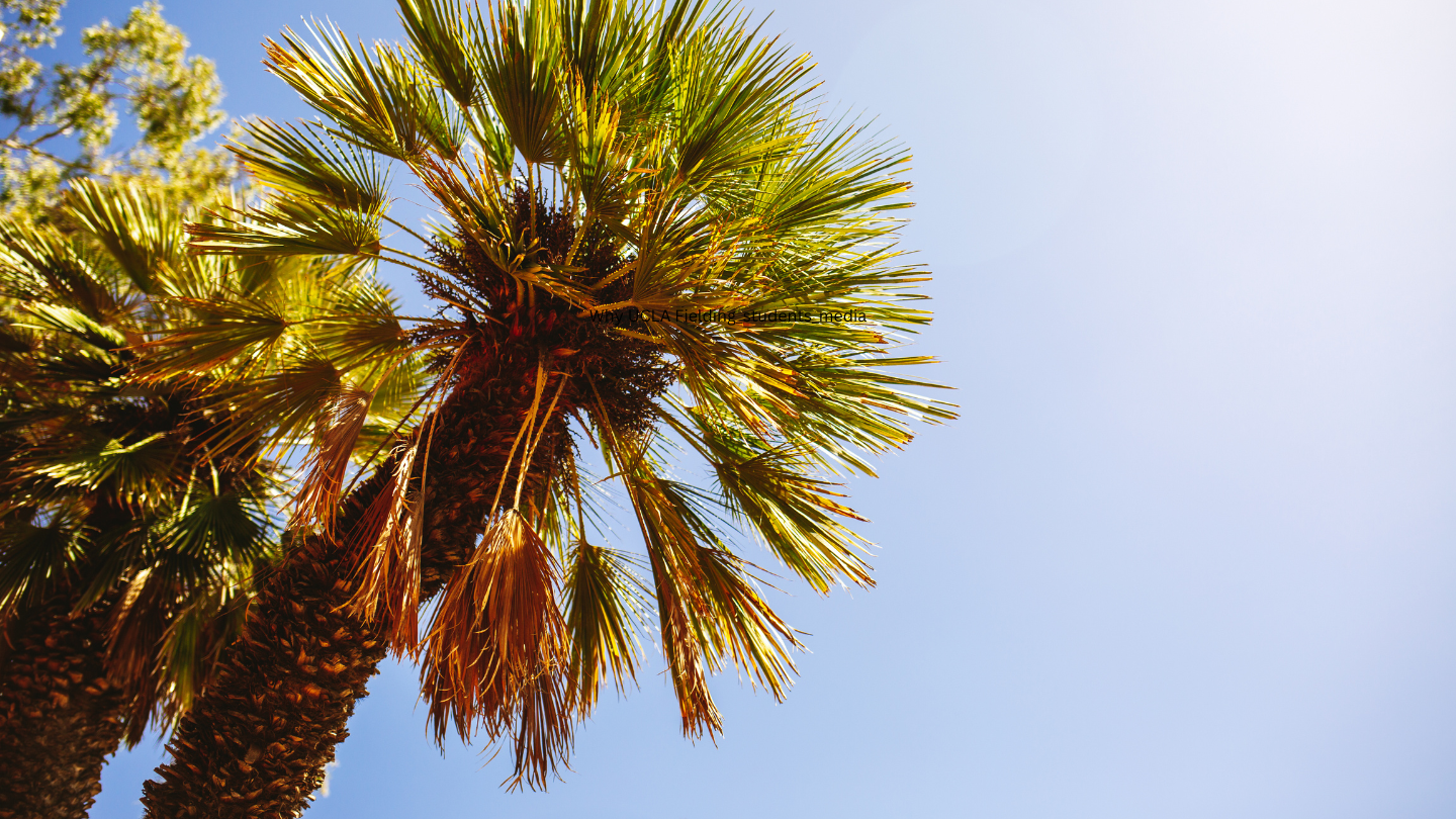 palm trees against blue sky