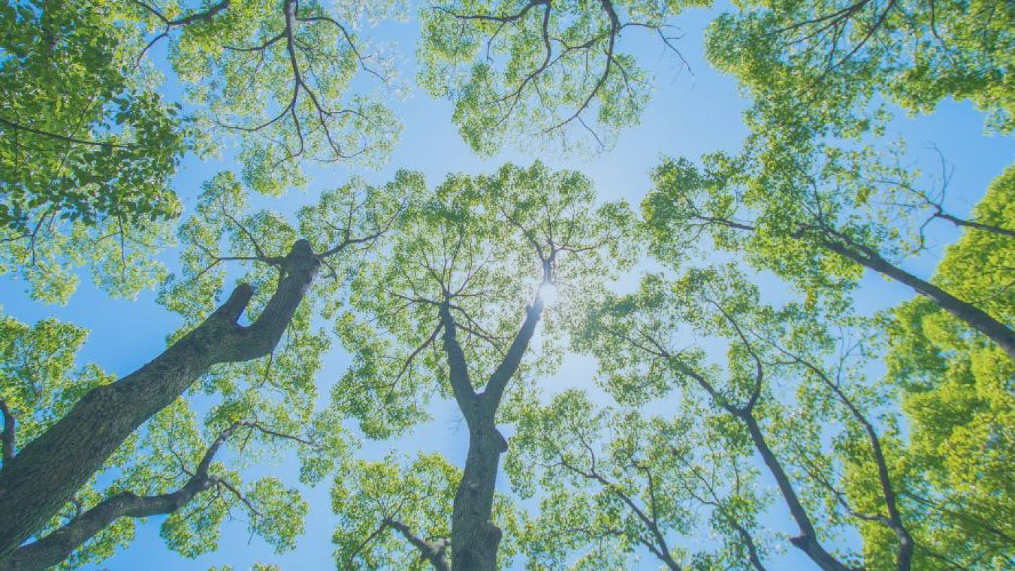 Treetops on campus