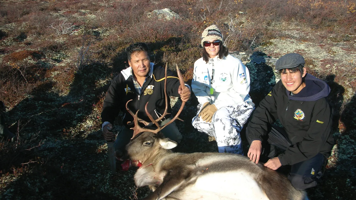 Caribou